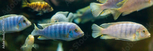 Lombardoi mbuna or Kenyi Cichlid or Maylandia lombardoi or Maylandia greshakei photo