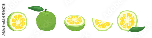 Green yuzu Japanese citron fruit vector illustration set isolated on white background. Full, half and sliced citrus yuzu fresh fruit with green leaves.