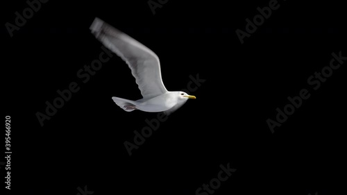 isolated seagull flying loop ,alpha footage,you can change the background.symbol of freedom. Big seagull soaring over the Mediterranean sea.birds flies in strong winds.3d animation of flying bird loop photo