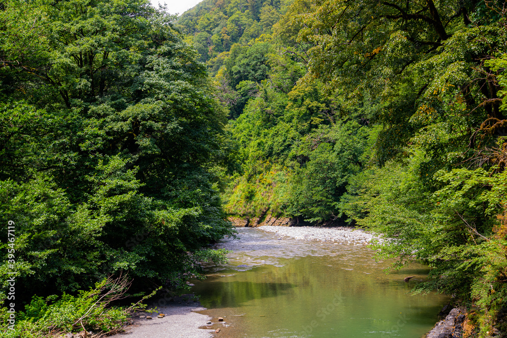 Mountain river flowing at summer forest landscape Mountain river flowing at summer forest landscape