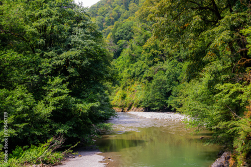 Mountain river flowing at summer forest landscape
