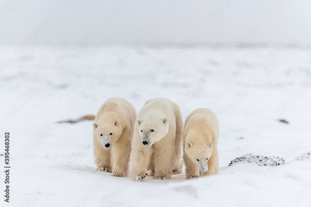 Three polar bears, bear family walking across the frozen sea ice in Hudson Bay, on the shore on the arctic ocean on snowy ground with fluffy, beige, white fur and legs in frame. Three polar bears, bear family walking across the frozen sea ice in Hudson Bay, on the shore on the arctic ocean on snowy ground with fluffy, beige, white fur and legs in frame.