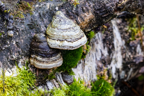 Hoof fungus