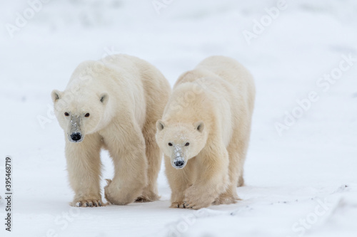 Mother polar bear and cub walking across frozen sea ice looking for some kelp to eat while awaiting the winter freeze up. Both bears looking at camera with synchronised feet movements white background