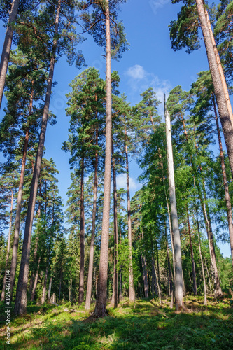 High pine trees in a forest in summer