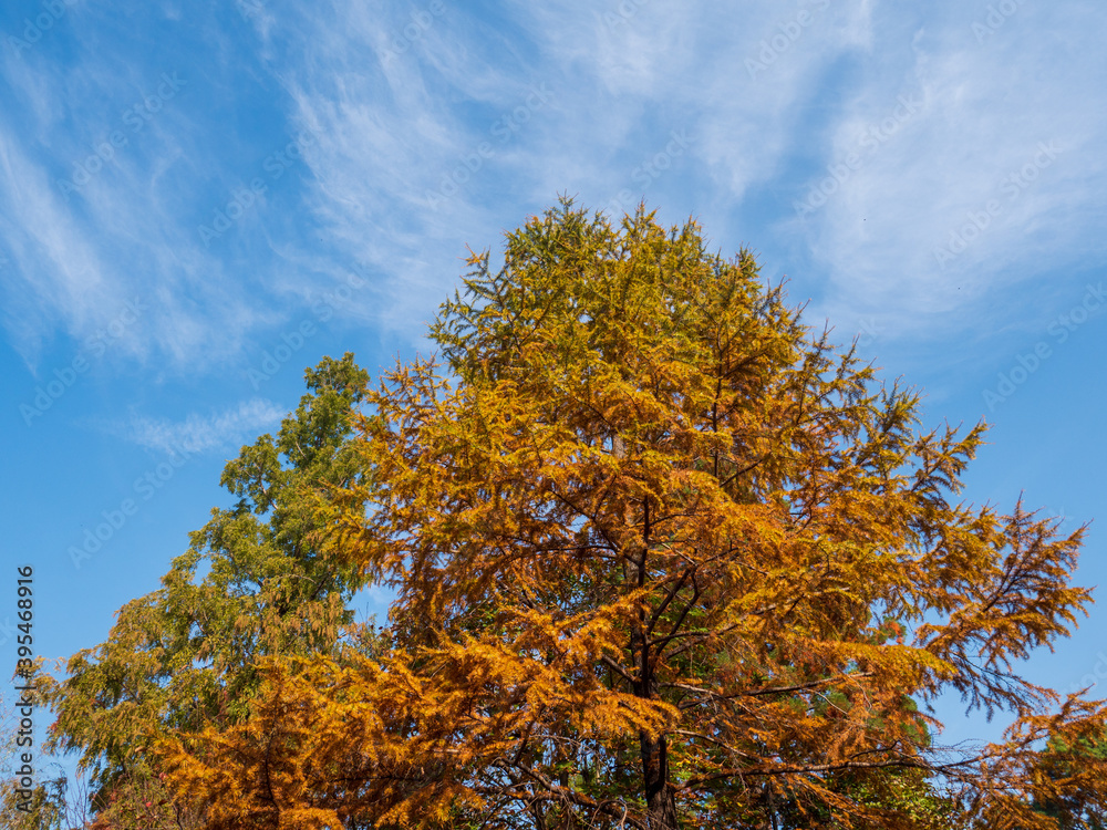 Fototapeta premium 秋の青空と紅葉した針葉樹 11月