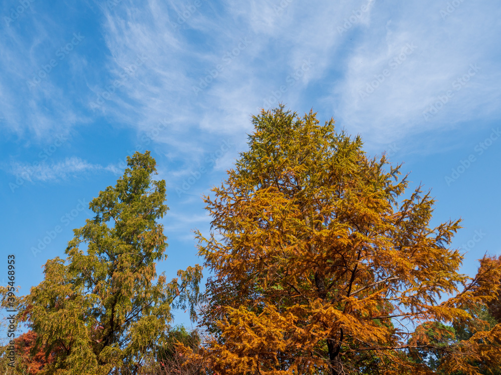 秋の青空と紅葉した針葉樹　11月