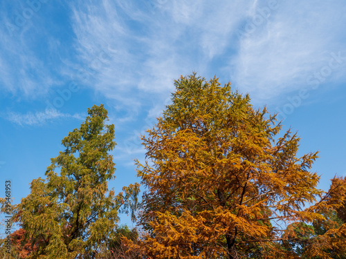 秋の青空と紅葉した針葉樹 11月
