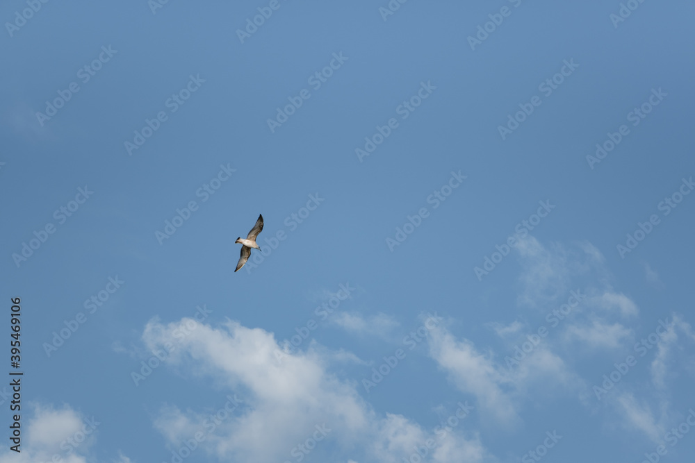 Sea gull in flight on a blue sky Sea gull in flight on a blue sky