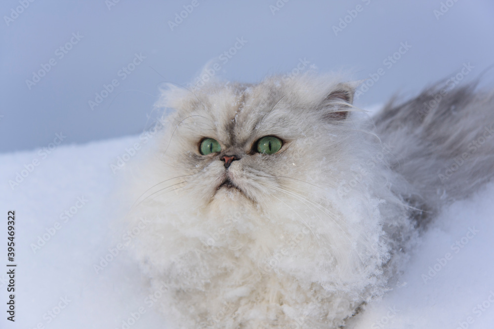 Fluffy white cat in the snow