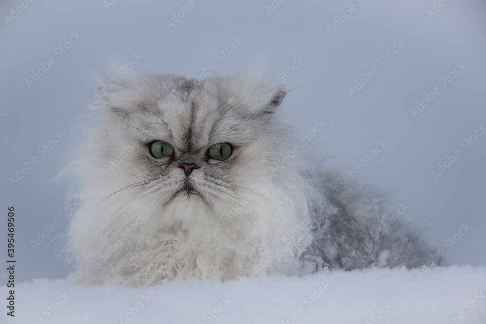 Fluffy white cat in the snow