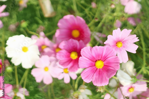 Beautiful cosmos flower blooming in the garden with blurred background.