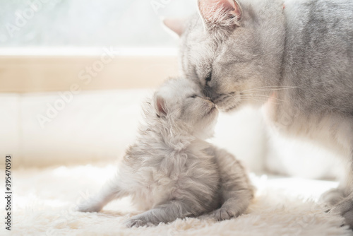 American shorthair cat kissing her kitten
