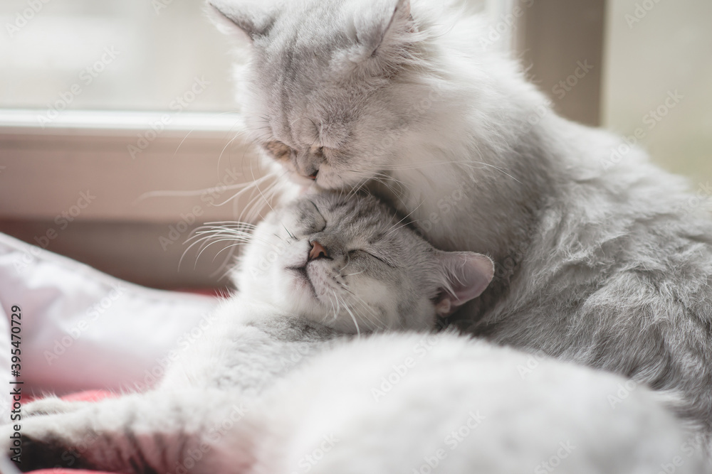 two cats lying on red bed at home in winter day