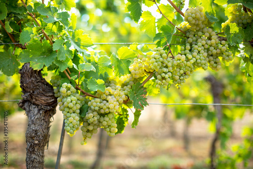 White wine grapes on the vine in a vineyard in the Palatinate photo