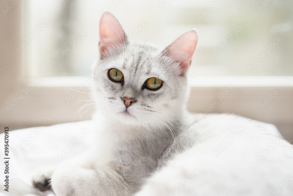 Cute cat lying on white bed and looking at camera
