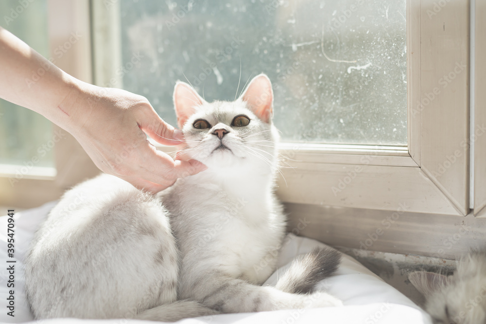woman,s hand petting a cat under sunlight