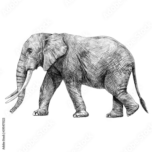 Beautiful stock pencil illustration with safari elephant animal. photo