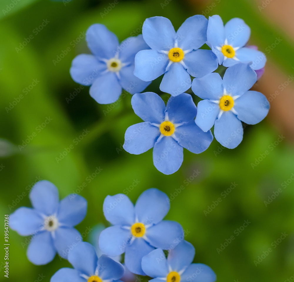Forget-me-flowers closeup on a green background