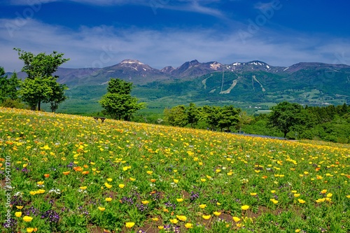 栃木県・那須町 春の花畑の風景（那須フラワーワールド）