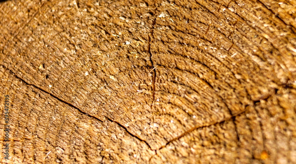 Fototapeta premium End saw cut tree closeup