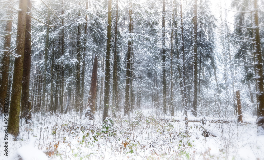 Fototapeta premium Day in winter forest