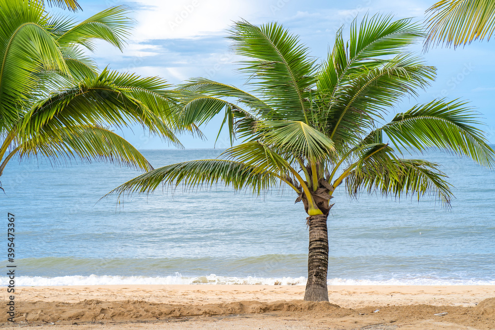 Obraz premium Coconut tree at seashore against blue sky.