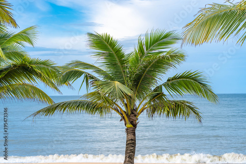 Coconut tree at seashore against blue sky.