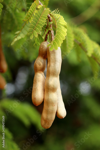 Tamarind tree tropical fruit, tamarind fruit on tree with leaves