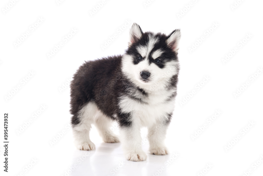 Cute siberian husky puppy standing on white background isolated