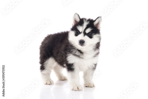 Cute siberian husky puppy standing on white background isolated