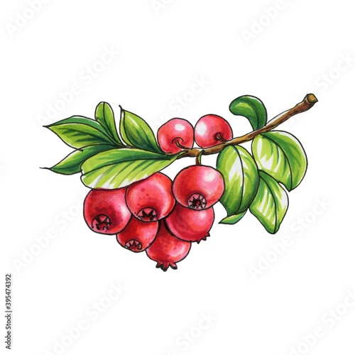 Bilde på lerret Illustration of lingonberry
