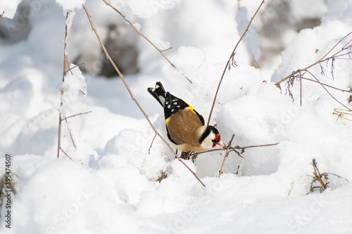 Goldfinch, a multi-colored colorful bird from the Finch family sits on a branch of a Bush with seeds and pecks them. Snowy winter and Sunny weather