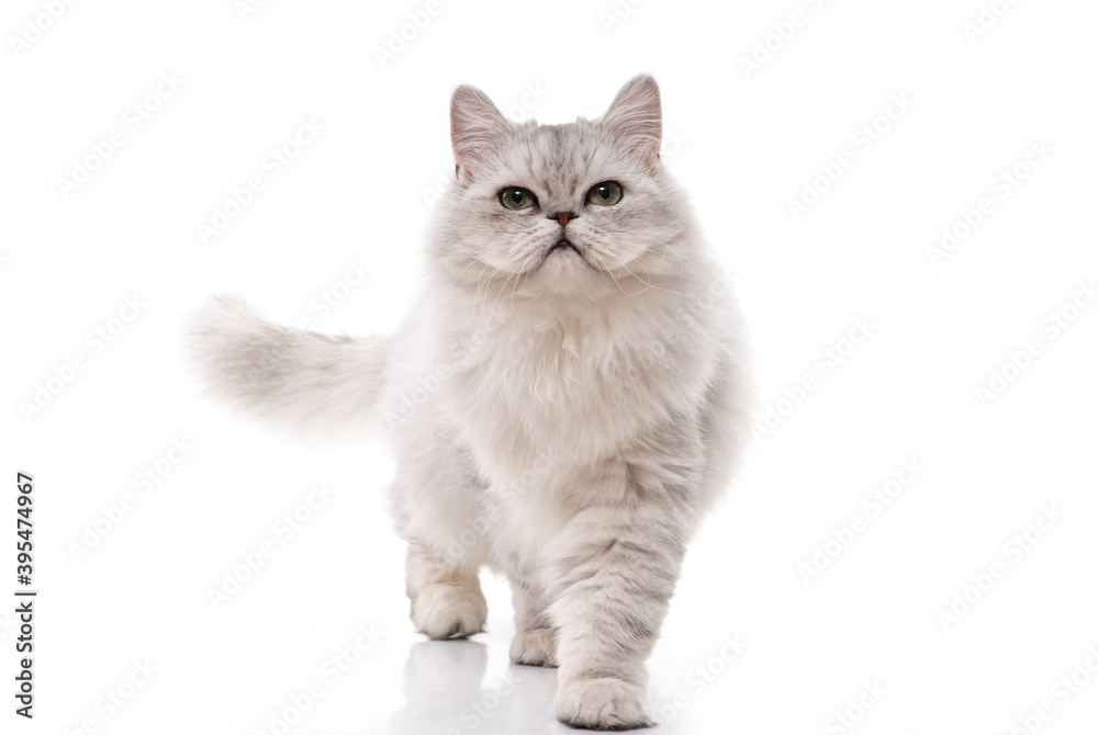Persian cat on white background,isolated Persian cat on white background,isolated