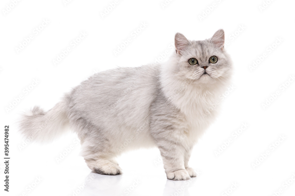 Fototapeta premium Persian cat on white background,isolated