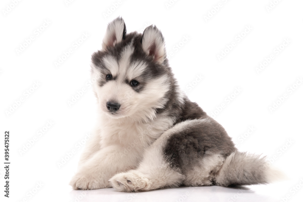 Siberian husky puppy sitting on white background isolated