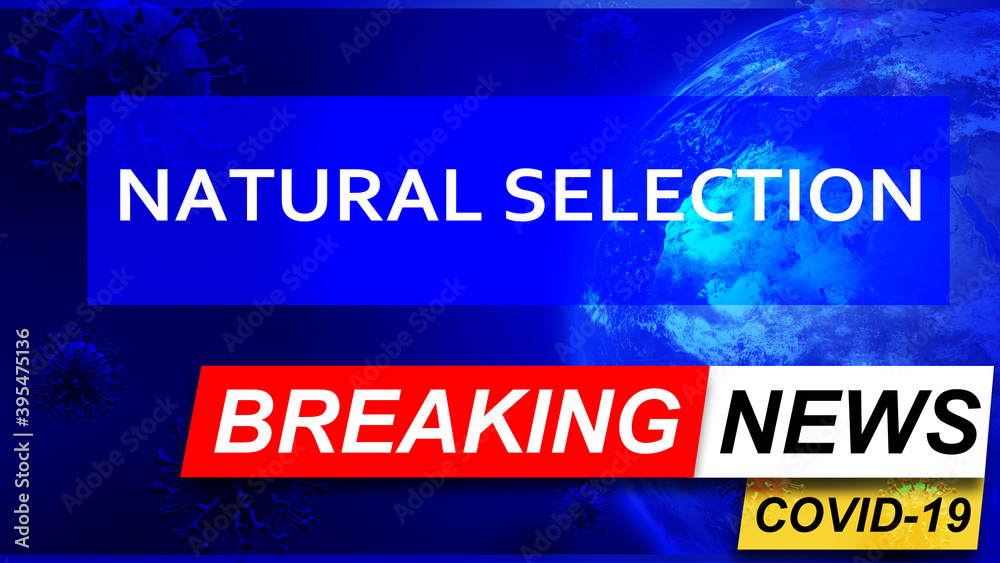 Covid and natural selection in breaking news - stylized tv blue news screen with news related to corona pandemic and natural selection, 3d illustration