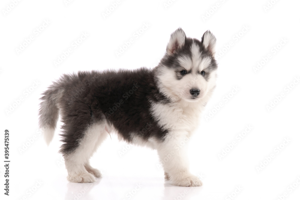 Siberian husky puppy standing on white background isolated