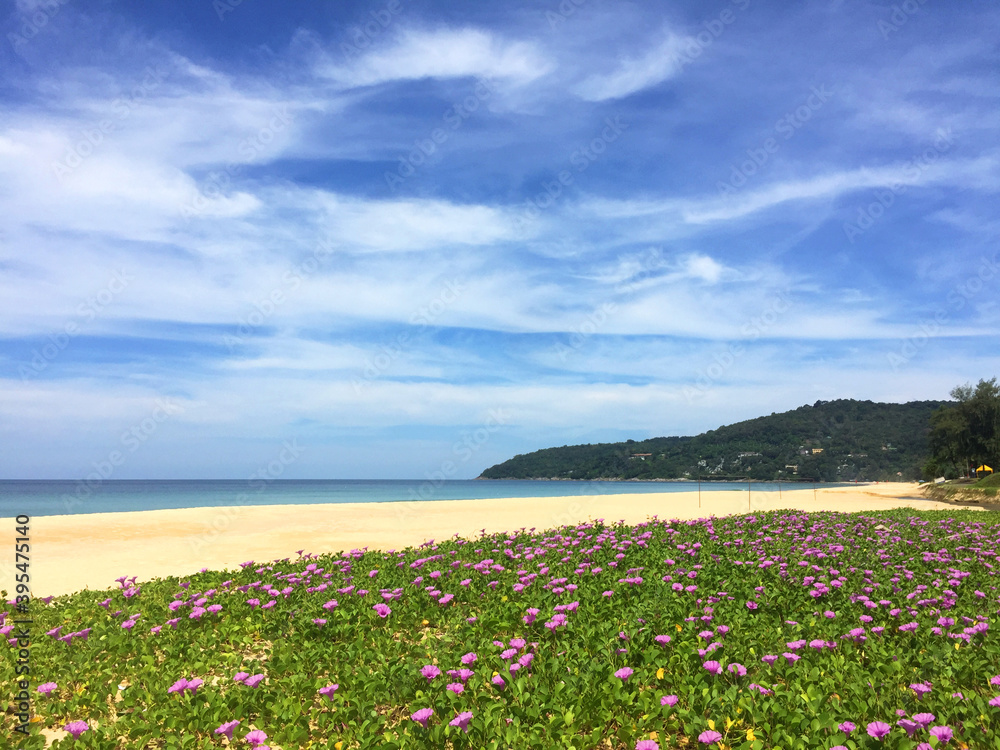 Obraz premium Panoramic scenery of Beach morning glory flowers field or Bayhops flowers (Bay-hops) at Karon beach, Phuket Thailand.