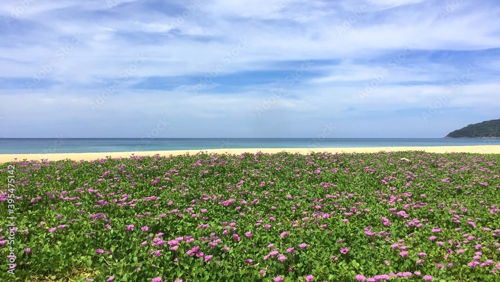Panoramic scenery of Beach morning glory flowers field or Bayhops flowers (Bay-hops) at Karon beach, Phuket Thailand. Panoramic scenery of Beach morning glory flowers field or Bayhops flowers (Bay-hops) at Karon beach, Phuket Thailand.