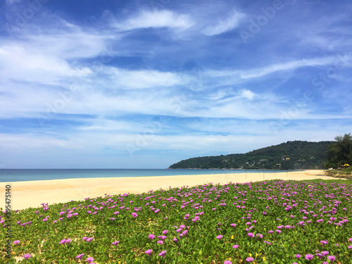 Panoramic scenery of Beach morning glory flowers field or Bayhops flowers (Bay-hops) at Karon beach, Phuket Thailand.  © Cheattha