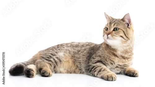 British cat lying on white background isolated