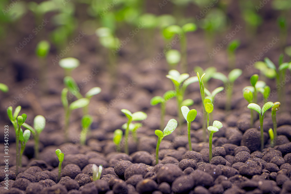 Seedlings of water plants Seedlings of water plants