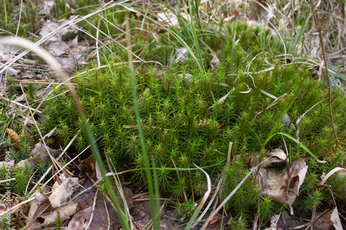 peat moss Sphagnum palustre grows in a swamp