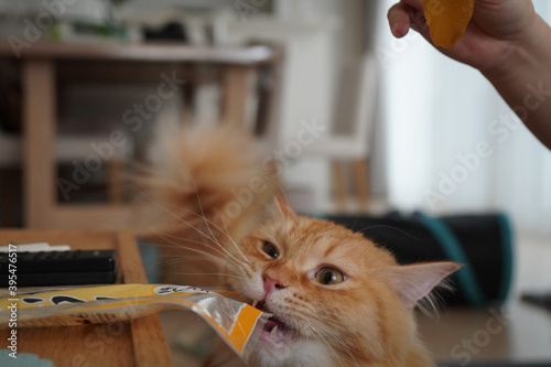 おやつがほしい猫（マンチカン）