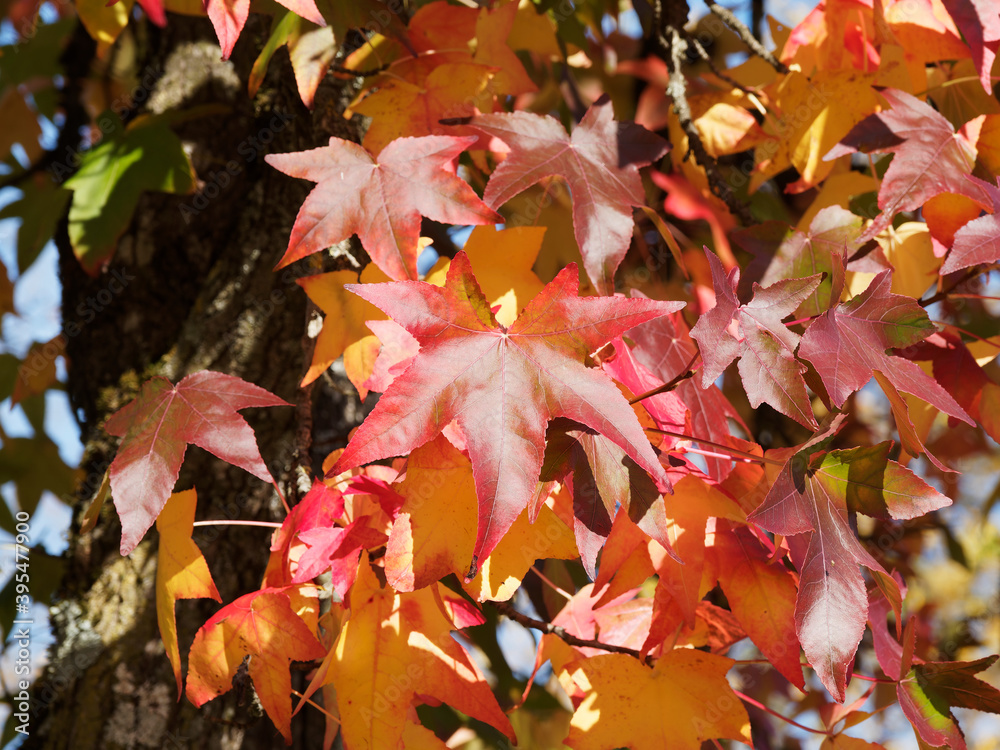(Liquidambar styraciflua) Amberbaum oder Seesternbaum. Laub im Herbst