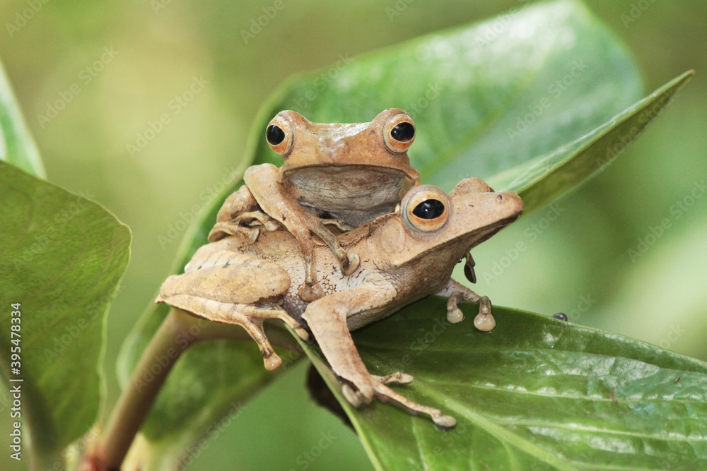 Obraz premium Two Eared tree frog sitting on the leaf