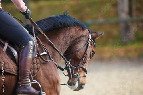 Horse in training with rider, head portraits with bridle in strong parade, horse head with neck base in the plane of focus.. © RD-Fotografie
