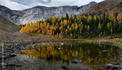 Lake in mountains with yellow Larch trees and reflections. Highwood Pass. Pocatera Ridge. Kananaskis. Alberta. Canada 