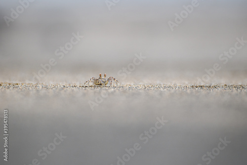Crabe sur une plage de sable à mayotte photo